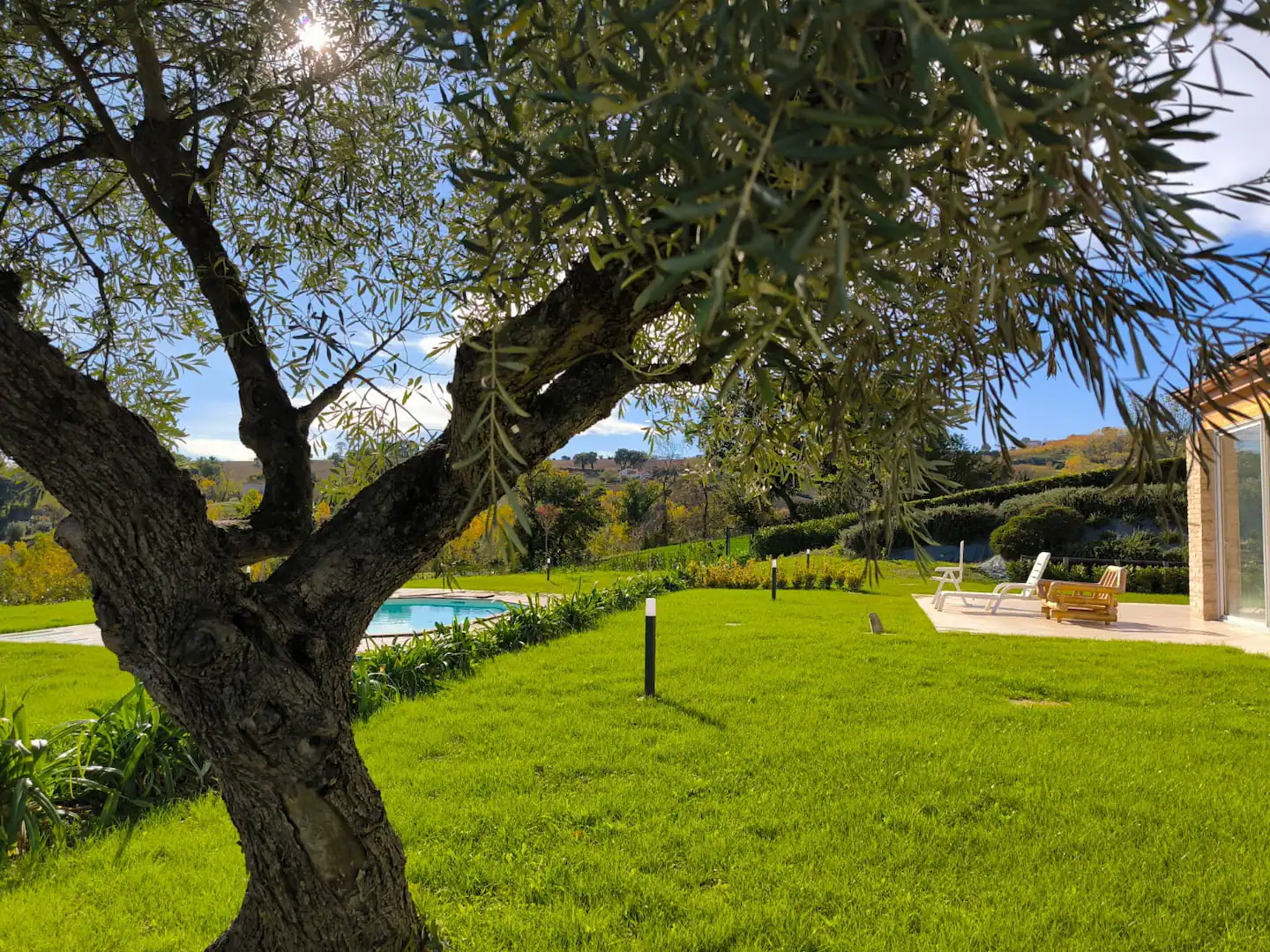 Ulivo nel prato con la piscina e le sdraio sullo sfondo